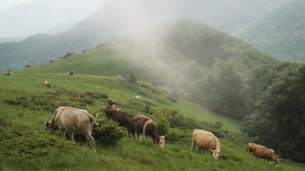 Vaci Rază Liberă Care Mănâncă Iarbă Munți Lângă Troyan Bulgaria — Videoclip de stoc