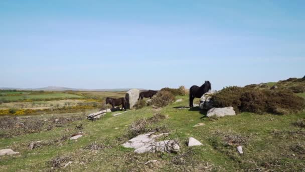 花崗岩の岩をかゆみ 引っ掻いて 野生のダートムーアポニーは エージェント岩をこすります イギリスのデヴォン — ストック動画