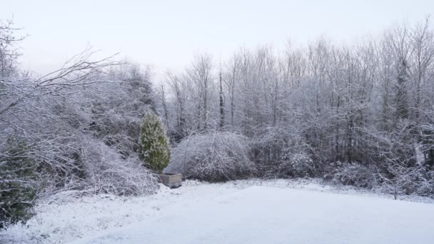 Маленький Англійський Сад Вкритий Густим Білим Снігом — стокове відео