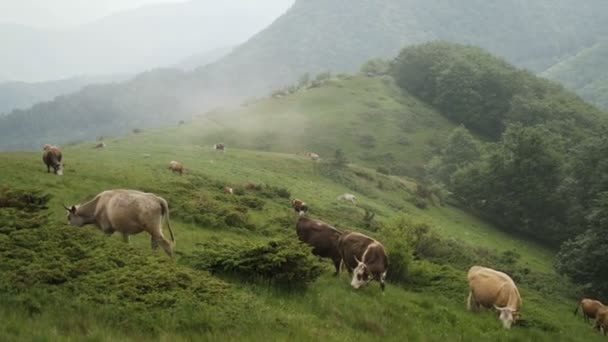 Herd Free Range Cattles Grazing Mountain Meadow Fog — Stock Video