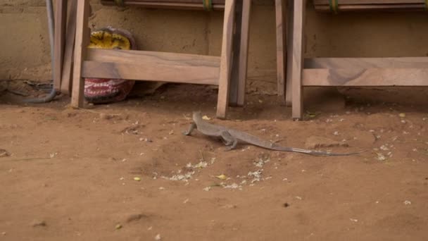 Baby Monitor Lizard Passeia Pelo Acampamento Courtyard Sri Lanka — Vídeo de Stock