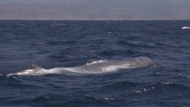 หายใจปลาวาฬสเป อนท จะด าและแสดงการเคล อนไหวช าของฟล — วีดีโอสต็อก