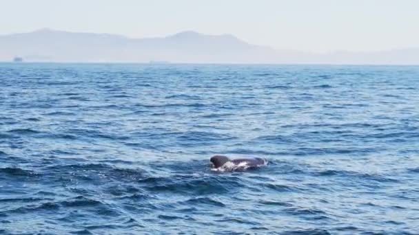 Trzy Wieloryby Pilotujące Pływające Gibraltarze Spowolnienie Hiszpańskie — Wideo stockowe