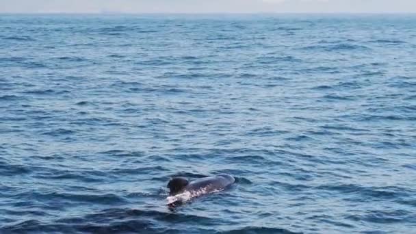 Skupina Velryb Dýchajících Společně Modrém Povrchu Atlantického Oceánu Zpomalení Španělska — Stock video