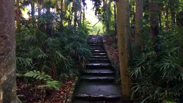 Stare Kamienne Schody Spacerze Lesie Deszczowym Palmami Paprociami Queensland Australia — Wideo stockowe