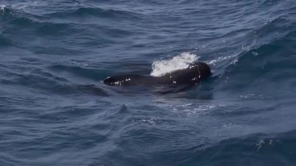Deux Baleines Pilotes Respirent Surface Mer Bleue Ralenti Gibraltar — Video