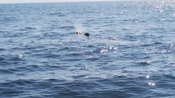 Lateral Shot Three Pilot Whales Breathing Tarifa Gibraltar Spain Backlight — Stock Video