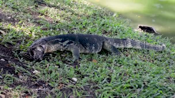 Jaszczurka Waran Bangkoks Lumphini Park Jedząca Kiedyś Ptaka Bangkok Tajlandia — Wideo stockowe