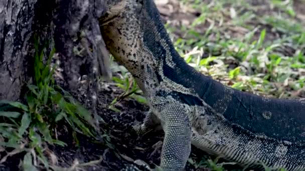 Gigantyczny Monitor Jaszczurka Waran Gad Jedzący Ryby Lumphini Park Bangkok — Wideo stockowe