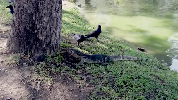 Lizard Waran Hunting Bird Lumphini Park Bangkok Thailand — Stock Video