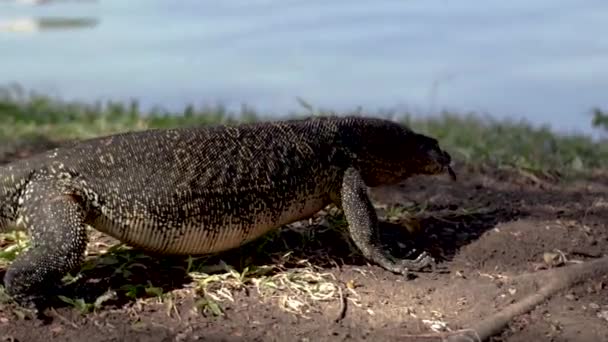 Grand Moniteur Nuageux Lizard Waran Retournant Son Lac Après Avoir — Video