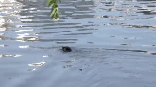 Chmury Monitor Jaszczurka Waran Pływanie Jeziorze Lumphini Park Bangkok Tajlandia — Wideo stockowe