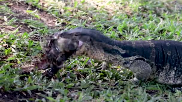 Clouded Monitor Lizard Waran Reptile Eating Fish Lumphini Park Bangkok — Stock Video