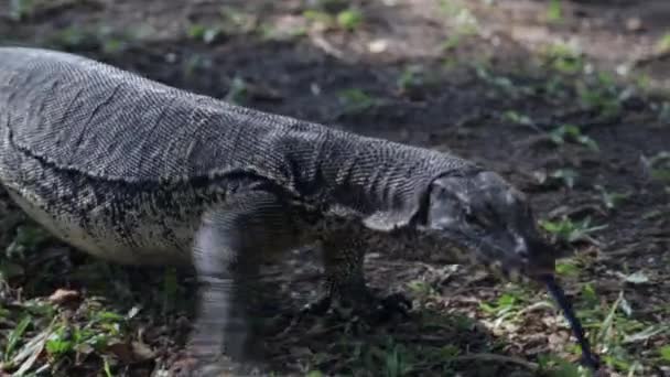 Enorme Monitor Lizard Waran Lumpini Park Comendo Pássaro Bangkok Tailândia — Vídeo de Stock