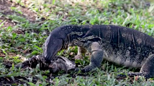 Huge Clouded Monitor Lizard Waran Hunting Bird Lumphini Park Bangkok — Stock Video