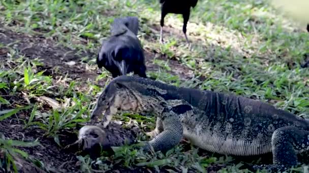 Bird Clouded Monitor Lizard Waran Having Fish Lumphini Park Bangkok — Stock Video