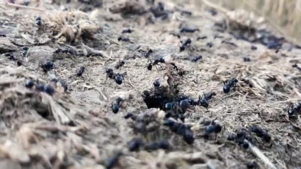 Nahaufnahmen Von Schwarzen Ameisen Sammeln Nahrungsmittel Und Lagern Sie Zwei — Stockvideo