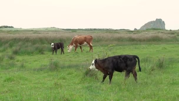 Klidná Venkovská Scéna Matky Krávy Dvěma Telaty Jižním Pobřeží Oregonu — Stock video
