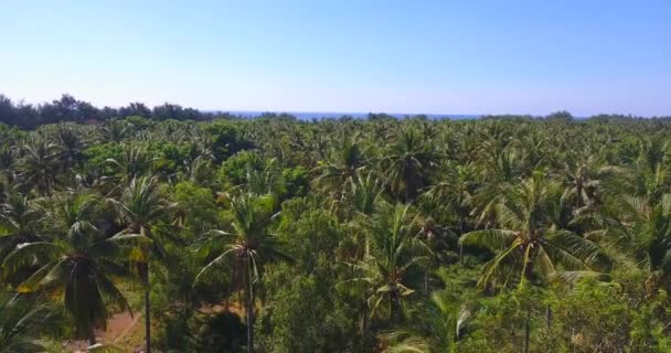 Lucht Zicht Vliegende Drone Boven Kokosnoot Boom Bos Dan Naar — Stockvideo