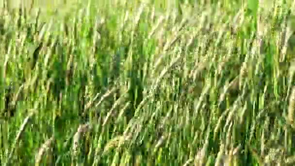 Cañas Cámara Lenta Soplando Suavemente Viento Fondo Naturaleza Calmante Calmante — Vídeos de Stock