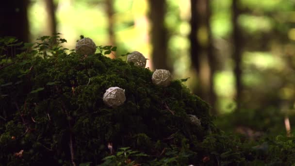 Magisch Bos Met Een Geel Gloeiende Fee Die Boven Heldergroen — Stockvideo