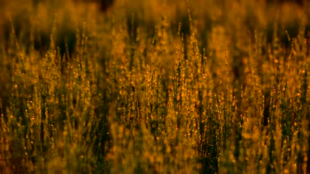 Equisetum Arvense Lumière Queue Cheval Champ Coucher Soleil Panoramique — Video