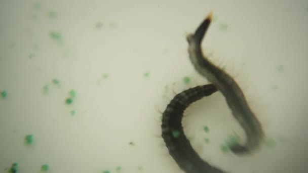 Mosquito Larvae Macro Close Water Fighting — Stock Video