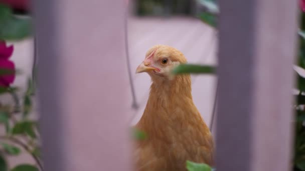 Ici Nous Avons Quelques Belles Poules Rouges Qui Mangent Errent — Video