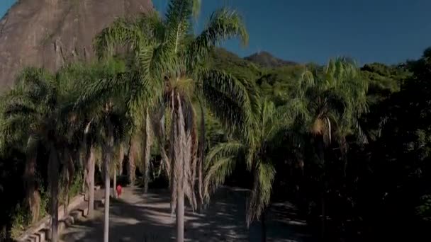 ヤシの木が立ち並ぶ駐車場から空中ショットをまっすぐ登り リオデジャネイロの2人の兄弟山とバイダルビーチを明らかにします — ストック動画