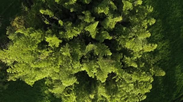 Cinematic Bird Eye Shot Van Gigantische Bamboe Plant Een Winderige — Stockvideo