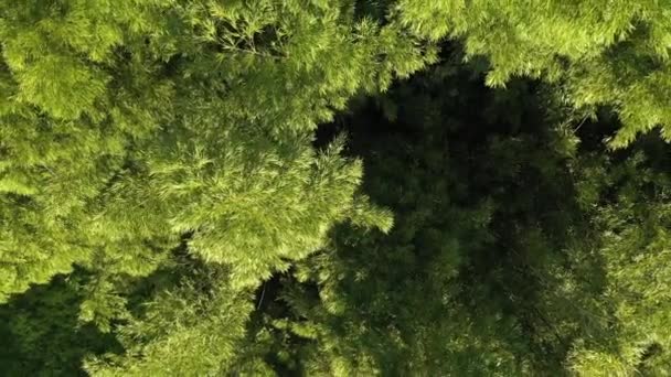 Кінематографічна Аерофотозйомка Гігантського Бамбукового Плану Сонячний День — стокове відео
