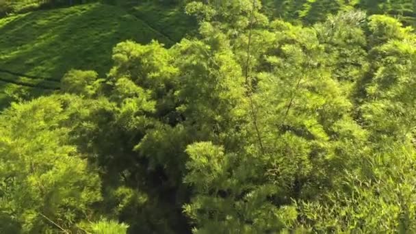 Кинематографический Облет Гигантской Посадки Бамбука Солнечный Полдень Золотой Гуре — стоковое видео
