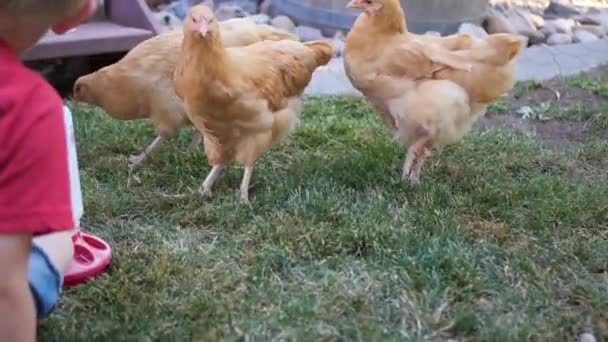 Нас Несколько Красивых Красных Куриц Которые Просто Едят Бродят Саду — стоковое видео