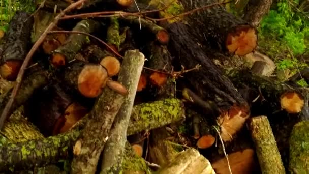 Close Wood Pile Containing Logs Sticks — Stock Video