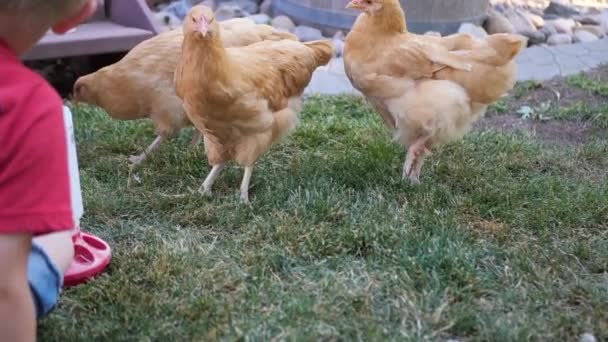 Mamy Piękne Czerwone Kurczaki Które Jedzą Wędrują Ogrodzie Wolny Wybieg — Wideo stockowe