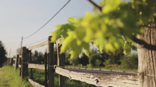 Une Mise Point Rack Des Feuilles Une Clôture Bois Avec — Video