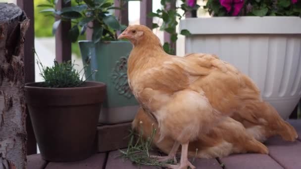 Here Have Some Beautiful Red Hen Chickens Just Eating Wandering — Stock Video