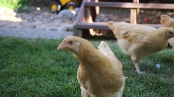 Ici Nous Avons Quelques Belles Poules Rouges Qui Mangent Errent — Video