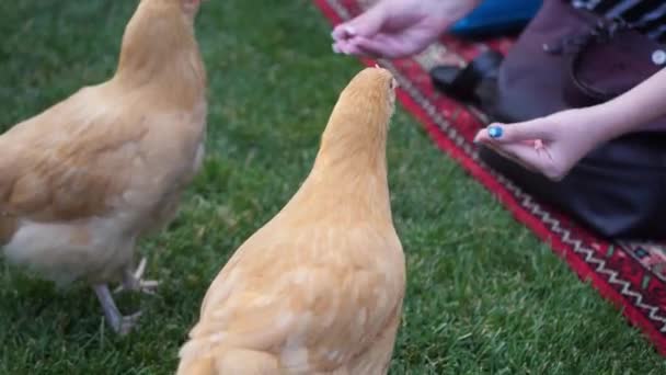 Qui Abbiamo Alcune Belle Galline Rosse Che Mangiano Vagano Giardino — Video Stock