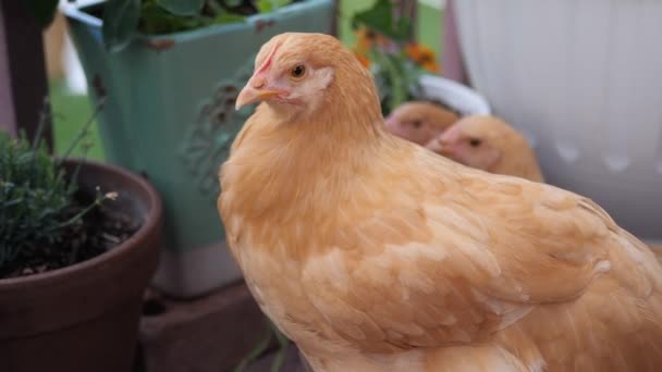 Her Har Nogle Smukke Røde Høne Kyllinger Bare Spise Vandre – Stock-video