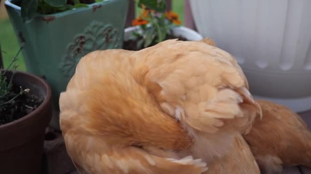 Hier Haben Wir Ein Paar Schöne Rote Hühner Die Gerade — Stockvideo