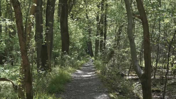 Sentiero Ghiaia Attraverso Fitta Foresta — Video Stock