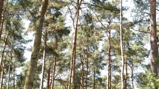 Hoge Dunne Bomen Zwaaiend Wind Tegen Een Blauwe Lucht Achtergrond — Stockvideo