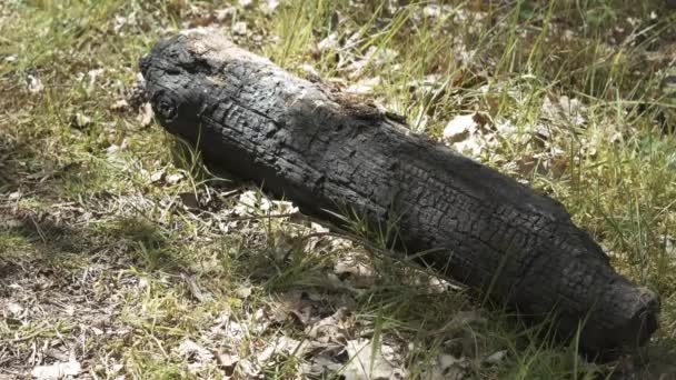 Log Bruciato Nel Mezzo Una Foresta — Video Stock