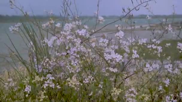 Arbusto Flores Silvestres Púrpura Cámara Lenta Junto Río Coquille Sur — Vídeo de stock