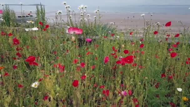 Close Pan Wild Flowers Front Beach Low Tide Scottish Coastal — Stock Video