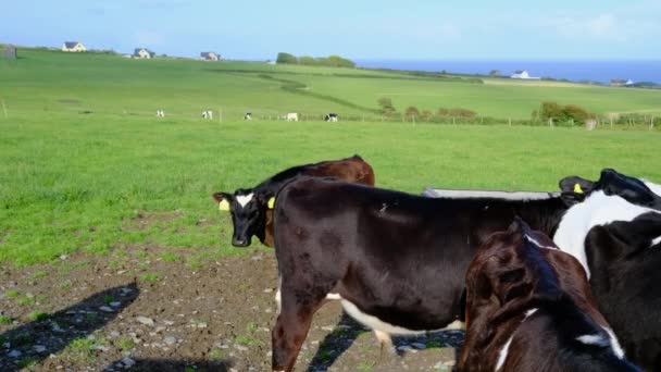 Young Bullock Separate Herd Green Pasture Ocean Irish Cottages Distance — Stock Video