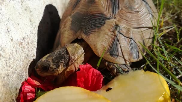 Tartaruga Close Comendo Uma Planta Hibisco Livre Natureza — Vídeo de Stock