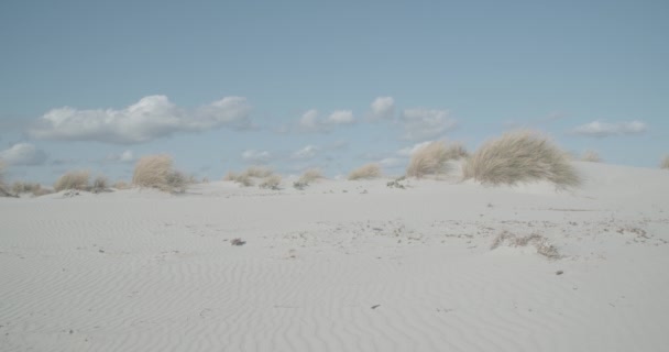 まばらな植生 澄んだ空を持つ砂丘 — ストック動画