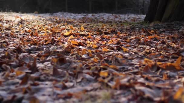 Een Persoon Loopt Door Een Bevroren Blad Bedekt Park Van — Stockvideo